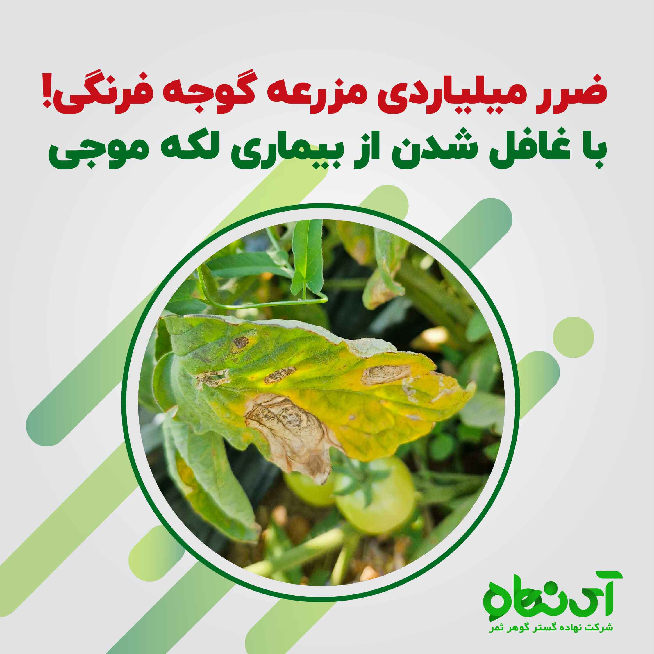 ضرر میلیاردی مزرعه گوجه فرنگی! با غافل شدن از بیماری لکه موجی